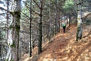26 Bellissimi pini mughi ad alto fusto